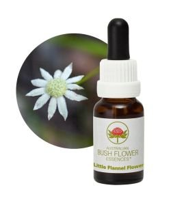 Little Flannel Flower, 15 ml
